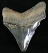 Serrated Megalodon Tooth #20812-2